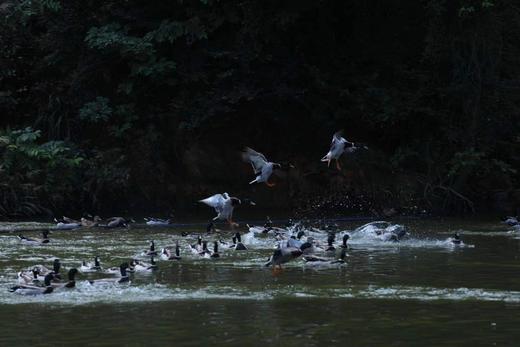 有机绿头飞鸭｜衢州发 商品图5