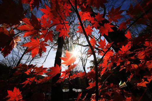 环国旅行——G331辽宁秋色：辽秋枫迷红叶+中朝边境+丹东鸭绿江+大连海滨之旅8天 商品图7