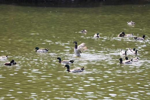 有机绿头飞鸭｜衢州发 商品图7