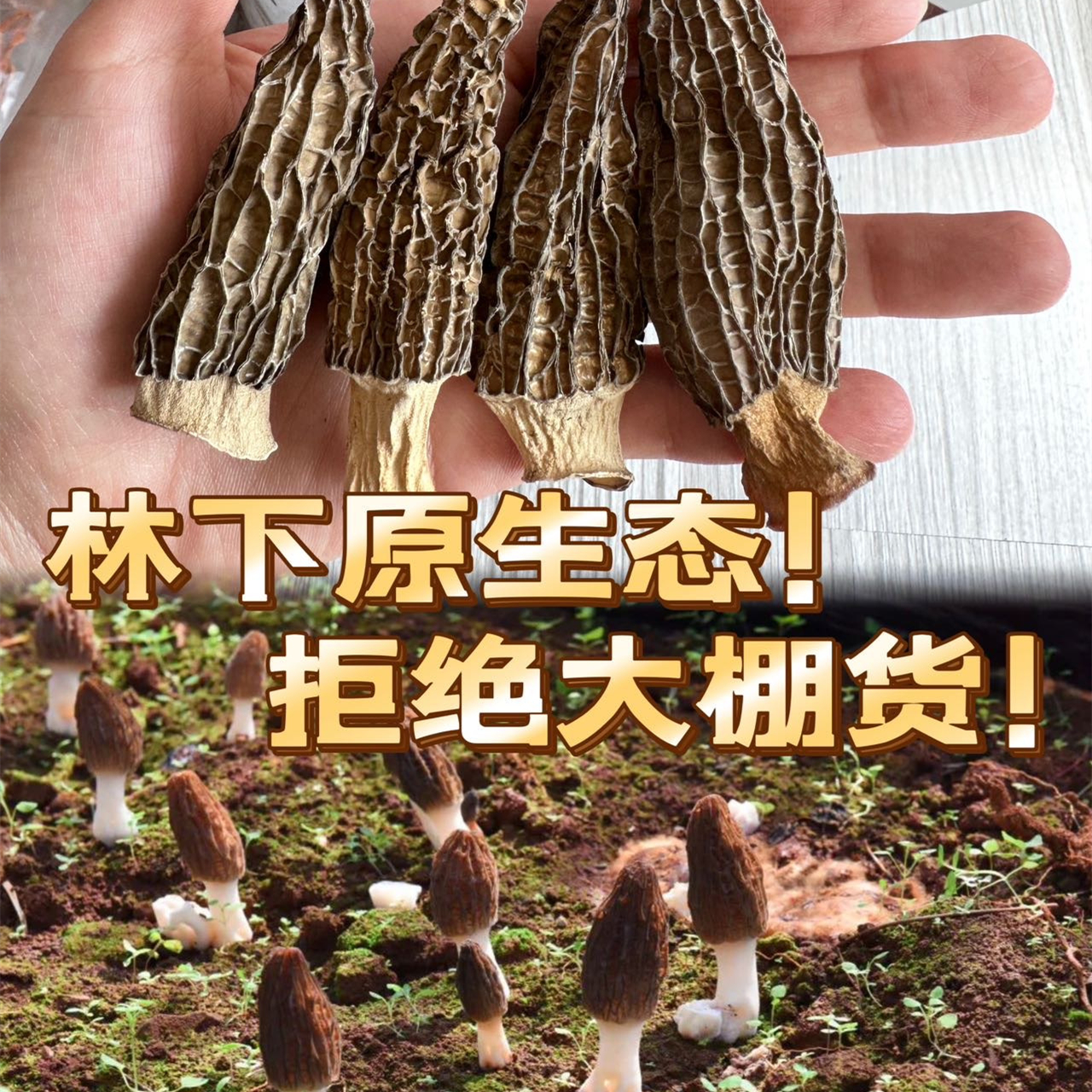 在菌屋 林下原生态羊肚菌80克