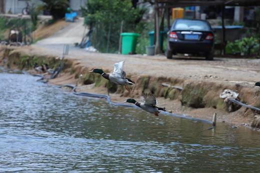 有机绿头飞鸭｜衢州发 商品图2
