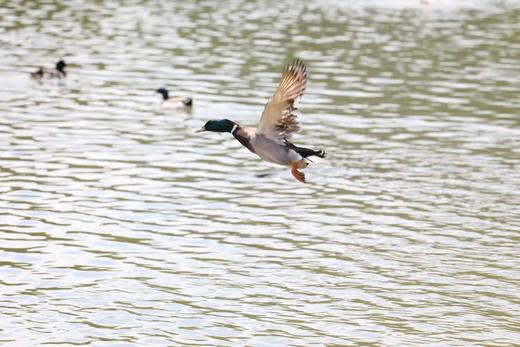 有机绿头飞鸭｜衢州发 商品图8