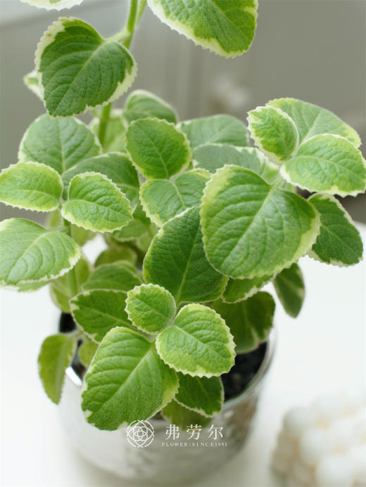 碰碰香 商品图1