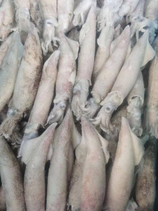 全籽笔管鱼500g/袋，高品质海鲜，肉质肥嫩鲜美，无发泡，无增重，个大鲜美，老少皆宜，营养低脂，健康美味，红烧，酱焖，沾酱，涮火锅，辣炒～～买回家秒变大厨，东三省包邮。 商品图7