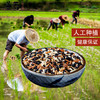 【甘肃甄选】善荞三色藜麦 500g/袋*3袋 商品缩略图2