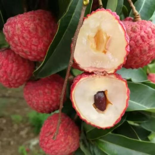 【快递】从化井岗红糯荔枝 3斤/5斤/10斤 商品图4