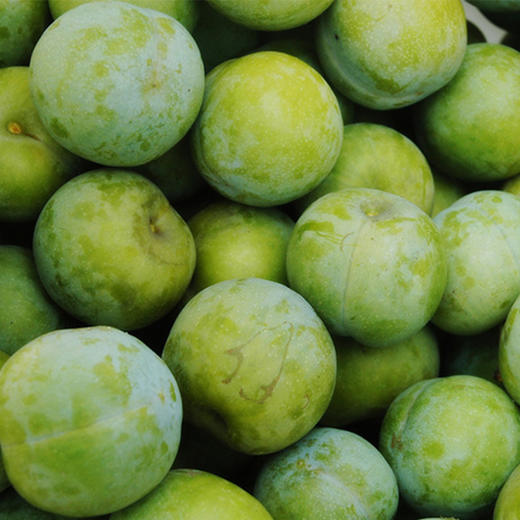 【新品上市】四川脱骨李 茵红李 半边红李子 新鲜应季青脆李子酸甜李子 商品图5