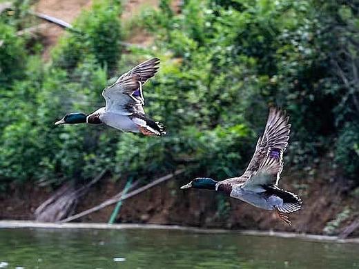 有机绿头飞鸭｜衢州发 商品图0