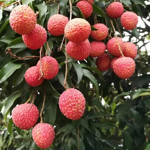 【快递】从化井岗红糯荔枝 3斤/5斤/10斤 商品图2