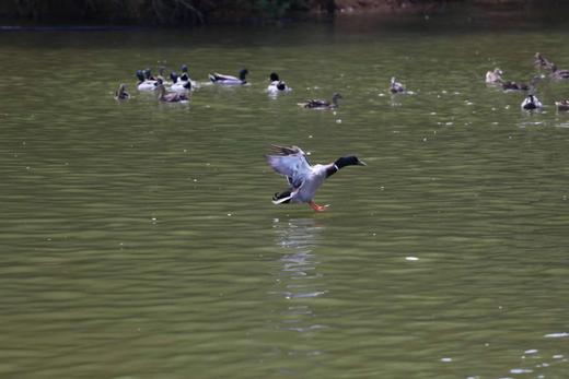有机绿头飞鸭｜衢州发 商品图1