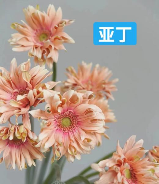 非洲菊·亚丁（空气卷） 商品图0