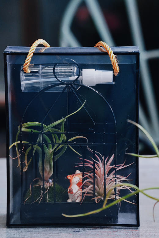 【绿植现货】空气凤梨铁艺礼盒35.9（现货 下单即可到店自提） 商品图2