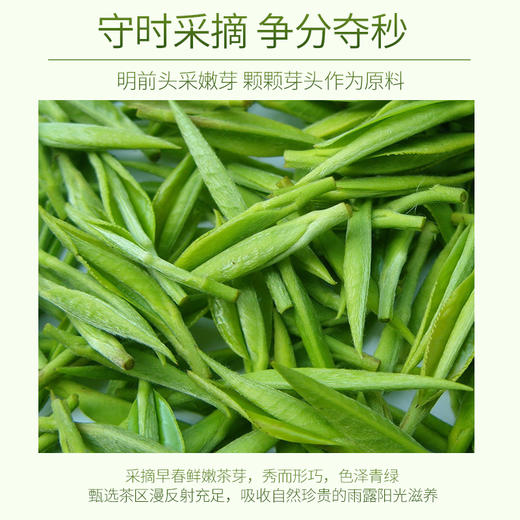 2026新茶上市 早春7星雀舌青叶甘露绿茶125g*2袋特尊茶 商品图2