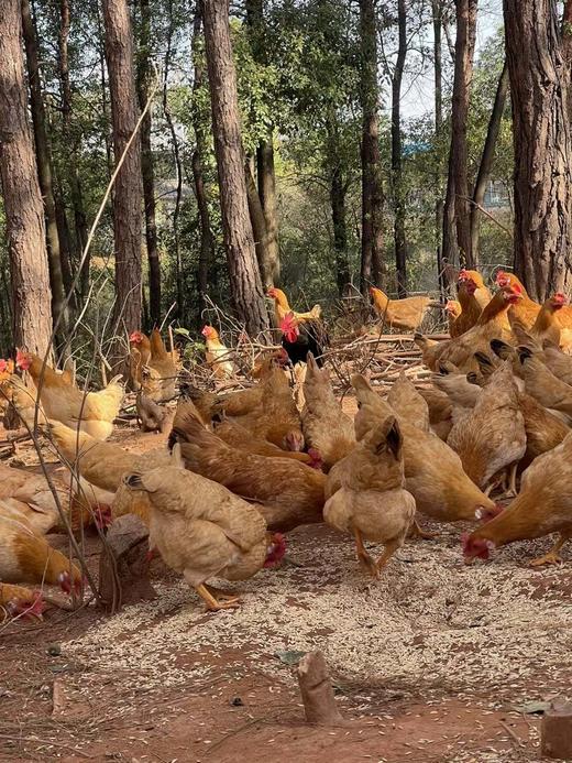 喂稻谷的土鸡，1只，活的3一3.2斤 商品图1