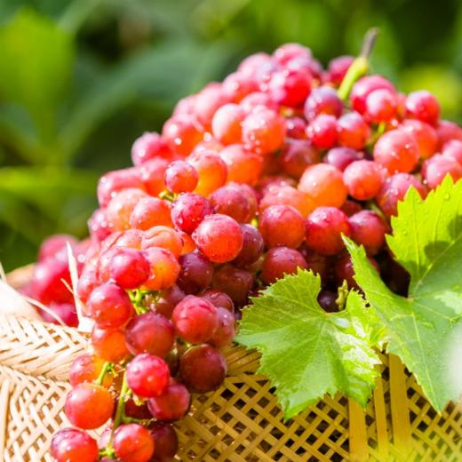 【新疆无核玻璃脆葡萄 3.6斤】| 皮薄肉厚，晶莹剔透，又脆又甜 商品图0