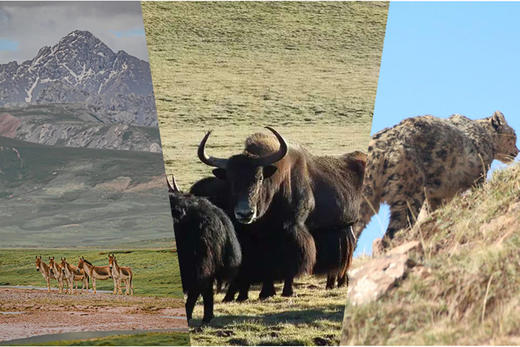 第二期：三江源珍稀动物 商品图0