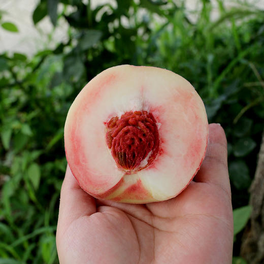 夏日鲜桃尝鲜  平谷水蜜桃 脆甜多汁  桃香味浓  礼盒装 平谷大桃 商品图7