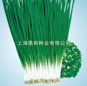 [专业种子] “青葱王六号”青葱种子