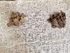 九蒸九晒姜粉 云南罗平小黄姜制作 150克 商品缩略图9