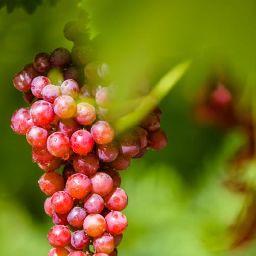 【新疆无核玻璃脆葡萄 3.6斤】| 皮薄肉厚，晶莹剔透，又脆又甜 商品图1