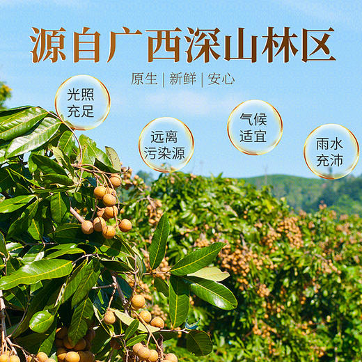 庄民 桂圆肉 无核龙眼干 肉质厚实龙眼肉 精选好货200g/罐 商品图6