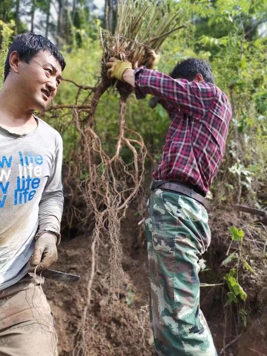 长白山野生黄芪  5年以上 有机认证黄芪（野生采集认证） 商品图5