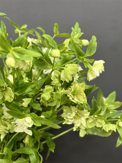 小众重瓣绿白色兔葵 商品图3