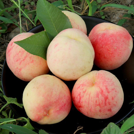 夏日鲜桃尝鲜  平谷水蜜桃 脆甜多汁  桃香味浓  礼盒装 平谷大桃 商品图5