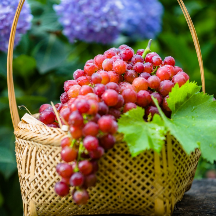 新疆无核玻璃脆葡萄|山人优选，玻璃脆皮薄肉厚，晶莹剔透，又脆又甜