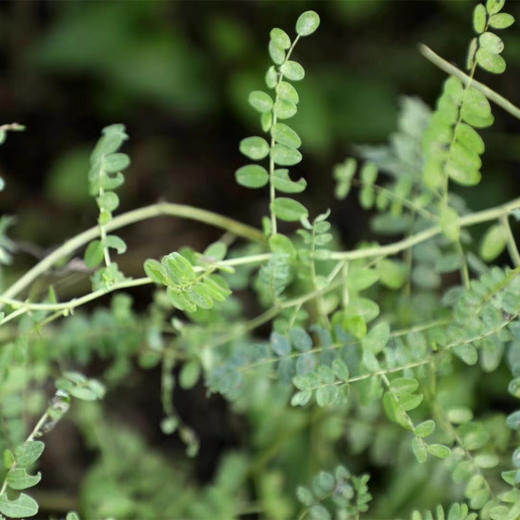 长白山野生黄芪  5年以上 有机认证黄芪（野生采集认证） 商品图2