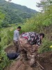 长白山野生黄芪  5年以上 有机认证黄芪（野生采集认证） 商品缩略图4