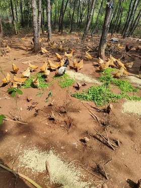 喂稻谷的土鸡，1只，活的3一3.2斤