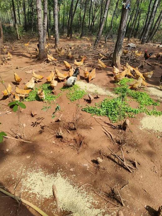 喂稻谷的土鸡，1只，活的3一3.2斤 商品图0