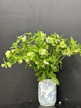 小众重瓣绿白色兔葵