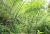 户外@【南国避暑】畅游南昆山森林公园1天 商品缩略图2