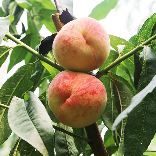 夏日鲜桃尝鲜  平谷水蜜桃 脆甜多汁  桃香味浓  礼盒装 平谷大桃 商品图6