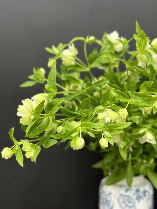 小众重瓣绿白色兔葵 商品图4