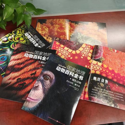 《guo家地理动物百科全书》全20册，一套书了解整个动物界 商品图3