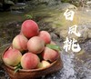 古田水蜜桃*夏天情有独钟的味道 10斤装MJ 商品缩略图0