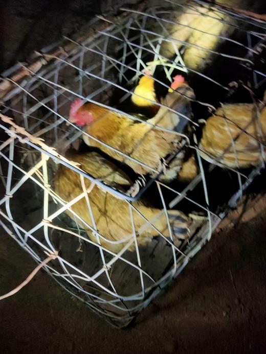 喂稻谷的土鸡，1只，活的3一3.2斤 商品图2