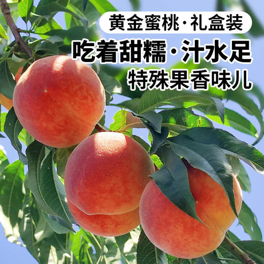 北京平谷黄金蜜桃  果肉细腻  甜糯汁水足  有特别的果香  黄桃 桃子  礼盒装 商品图1