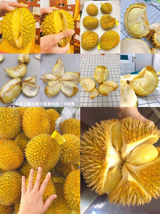 周二配送！巴掌榴莲 每个只有巴掌大小，但色泽、肉质、香气都令人惊艳
晚成熟的巴掌榴莲，有着和大体型金枕榴莲同比数量的果肉！基本3-4房肉，❗️不保房，包熟包甜 商品图3