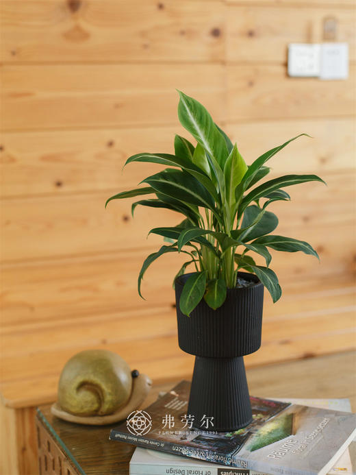 流星雨 商品图1