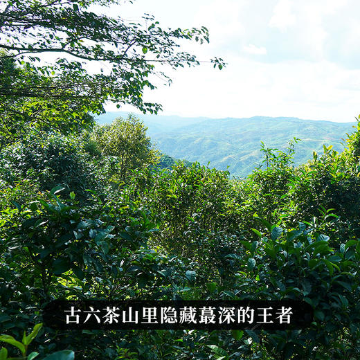 【蛮砖】2023年头春头采古树茶古六大茶山里蕞隐藏的实力王者后期陈化王者 商品图4