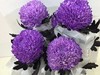 海盛单头牡丹菊-紫色-5支 商品缩略图0