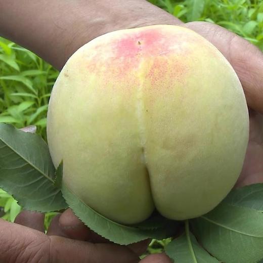 胭脂蜜桃 500g/份（脆甜可口） 商品图1