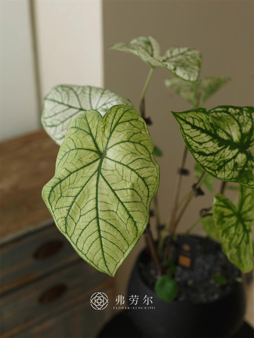 白色恋人 商品图2