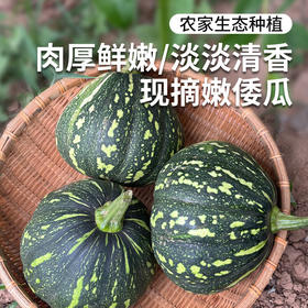 密云农家嫩倭瓜1.2斤以上  鲜嫩可口 适合炒菜或或做馅 长圆倭瓜  随机发货