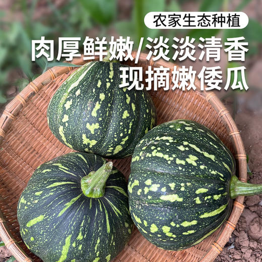 农家嫩倭瓜  鲜嫩可口 适合炒菜或或做馅 长圆倭瓜  随机发货  1斤以上 商品图0