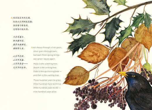 失落的咒语 商品图6